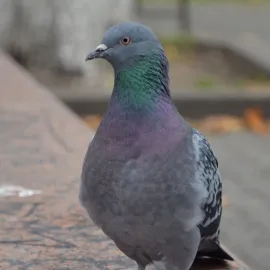 Zákaz krmení holubů v České Lípě, město vydalo novou vyhlášku.