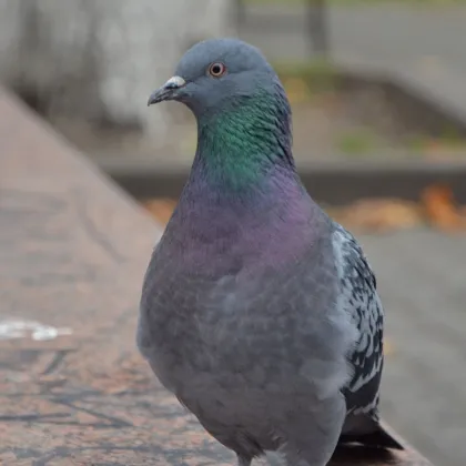 Zákaz krmení holubů v České Lípě, město vydalo novou vyhlášku.