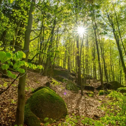 Jizerskohorské bučiny slaví 5 let od zápisu na seznam UNESCO