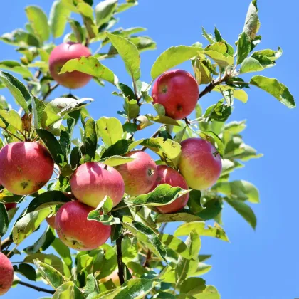 Jablonec nabídne občanům 160 jabloní starých českých odrůd