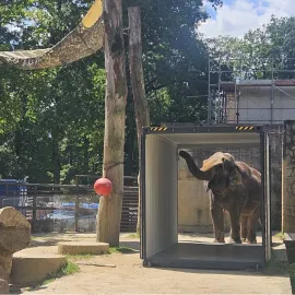 Slonice Bala se v liberecké zoo začíná připravovat na odvoz