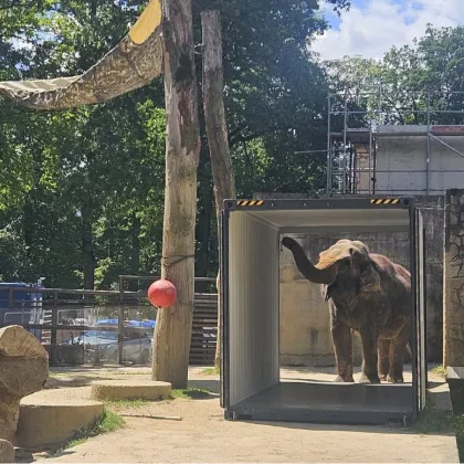 Slonice Bala se v liberecké zoo začíná připravovat na odvoz