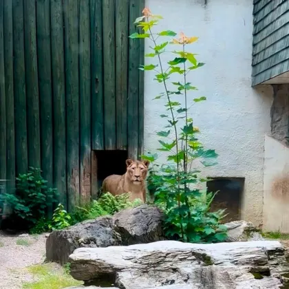 Lvice Elsa už objevuje venkovní výběh v liberecké zoo
