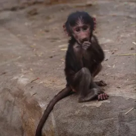 Do Zoo Liberec nejen za malými paviány