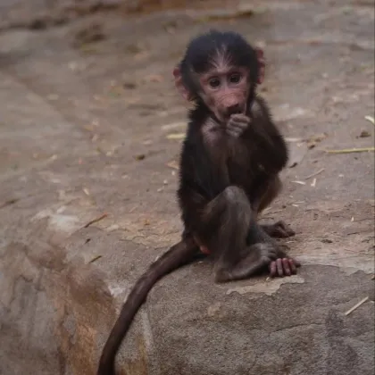 Do Zoo Liberec nejen za malými paviány
