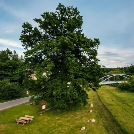 Liberecký kraj má zástupce v anketě Strom čtvrtstoletí - Dub ochránce z Višňové