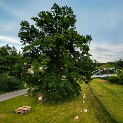 Liberecký kraj má zástupce v anketě Strom čtvrtstoletí - Dub ochránce z Višňové