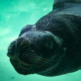 Zoo Liberec přišla o posledního lachtana Huga