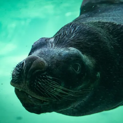 Zoo Liberec přišla o posledního lachtana Huga