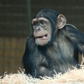 PAVILON OPIC V LIBERECKÉ ZOO JE OPĚT OTEVŘENÝ