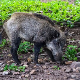 LIBERECKÝ KRAJ VYTVOŘIL MAPU K AFRICKÉMU MORU PRASAT