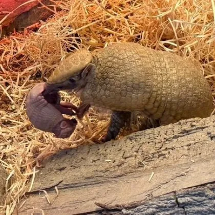 Zoo Liberec má nový přírůstek - malého pásovce