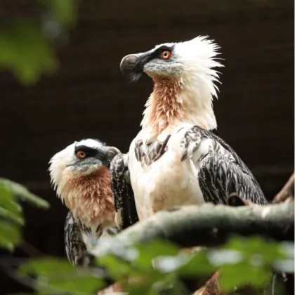 Pár orlosupů bradatých z liberecké zoo se stal pěstouny
