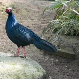 Zoo Liberec získala do chovu samce bažanta Edwardsova - jednoho z nejohroženějších ptáků na světě