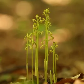 V Českém ráji opět roste vzácná orchidej korálice trojklanná