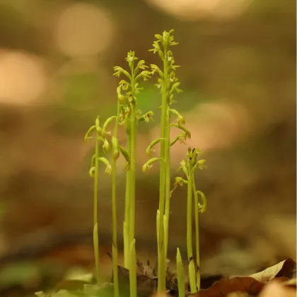 V Českém ráji opět roste vzácná orchidej korálice trojklanná