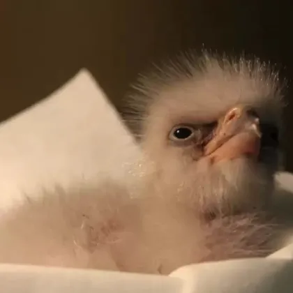 Zoo Liberec se pyšní mláďaty u ohrožených druhů